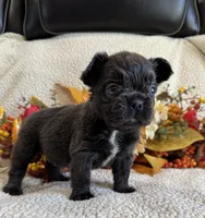 FLUFFY ROCKY, a male French Bulldog for sale in Camdenton, MO – 6 of 7