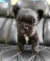 Fluffy Jack, a male French Bulldog for sale in Camdenton, MO – 3 of 10