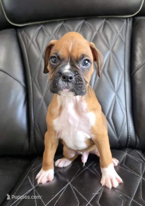 Remi -full akc – Boxer puppy for sale in Camdenton, MO