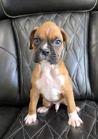 Rex -full akc, a male Boxer for sale in Camdenton, MO – 1 of 10