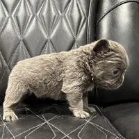 🦠REDUCED💲 FLUFFY AXIL🦠, a male French Bulldog for sale in Camdenton, MO – Photo 9 of 9