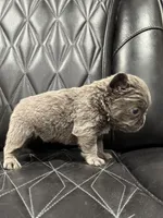 ❤️ FLUFFY AXIL❤️, a male French Bulldog for sale in Camdenton, MO – Photo 9 of 9