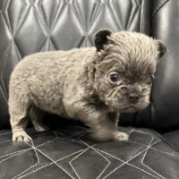 🦠REDUCED💲 FLUFFY AXIL🦠, a male French Bulldog for sale in Camdenton, MO – Photo 2 of 9