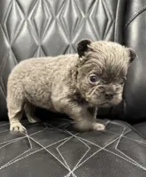 ❤️ FLUFFY AXIL❤️, a male French Bulldog for sale in Camdenton, MO – Photo 2 of 9