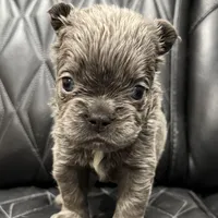 🦠REDUCED💲 FLUFFY AXIL🦠, a male French Bulldog for sale in Camdenton, MO – Photo 3 of 9