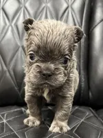 ❤️ FLUFFY AXIL❤️, a male French Bulldog for sale in Camdenton, MO – Photo 3 of 9