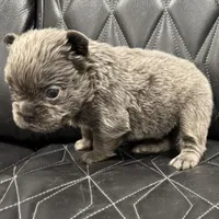 🦠REDUCED💲 FLUFFY AXIL🦠, a male French Bulldog for sale in Camdenton, MO – Photo 7 of 9