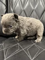 ❤️ FLUFFY AXIL❤️, a male French Bulldog for sale in Camdenton, MO – Photo 7 of 9