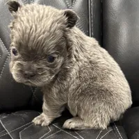 🦠REDUCED💲 FLUFFY AXIL🦠, a male French Bulldog for sale in Camdenton, MO – Photo 5 of 9