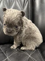 ❤️ FLUFFY AXIL❤️, a male French Bulldog for sale in Camdenton, MO – Photo 5 of 9