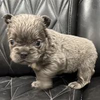 🦠REDUCED💲 FLUFFY AXIL🦠, a male French Bulldog for sale in Camdenton, MO – Photo 1 of 9