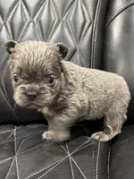 ❤️ FLUFFY AXIL❤️, a male French Bulldog for sale in Camdenton, MO – Photo 1 of 9