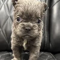 🦠REDUCED💲 FLUFFY AXIL🦠, a male French Bulldog for sale in Camdenton, MO – Photo 4 of 9