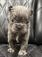 ❤️ FLUFFY AXIL❤️, a male French Bulldog for sale in Camdenton, MO – Photo 4 of 9