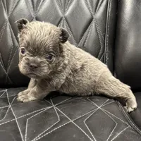🦠REDUCED💲 FLUFFY AXIL🦠, a male French Bulldog for sale in Camdenton, MO – Photo 8 of 9