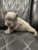 ❤️ FLUFFY AXIL❤️, a male French Bulldog for sale in Camdenton, MO – Photo 8 of 9
