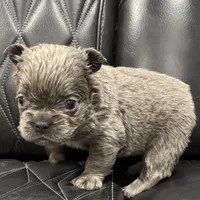 🦠REDUCED💲 FLUFFY AXIL🦠, a male French Bulldog for sale in Camdenton, MO – Photo 6 of 9