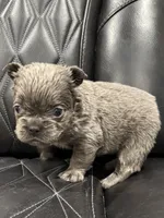 ❤️ FLUFFY AXIL❤️, a male French Bulldog for sale in Camdenton, MO – Photo 6 of 9