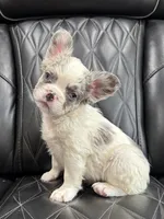REDUCED PRICE FLUFFY KOI RENO, a male French Bulldog for sale in Camdenton, MO – 6 of 10