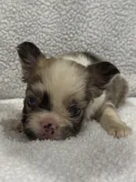 FLUFFY CASHMERE, a female French Bulldog for sale in Camdenton, MO – 4 of 10