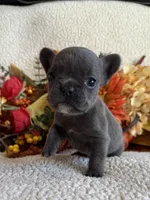 BRYNLEE, a female French Bulldog for sale in Camdenton, MO – 6 of 8