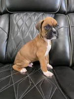 Rex -full akc, a male Boxer for sale in Camdenton, MO – 6 of 10