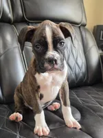 Marlee- full akc, a female Boxer for sale in Camdenton, MO – 9 of 10