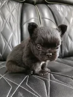 Fluffy Jack, a male French Bulldog for sale in Camdenton, MO – 8 of 10
