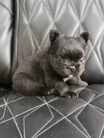Fluffy Jack, a male French Bulldog for sale in Camdenton, MO – 7 of 10