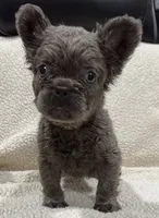 REDUCED💲FLUFFY RENO, a male French Bulldog for sale in Osage Beach, MO – 3 of 10