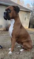 Sassy, a female Boxer for sale in Camdenton, MO – 8 of 8
