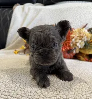 FLUFFY JAZZY, a female French Bulldog for sale in Camdenton, MO – 8 of 8