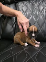 Roxy, a female Boxer for sale in Camdenton, MO – 5 of 8