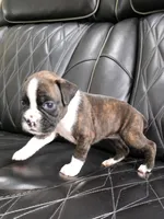 Stella, a female Boxer for sale in Camdenton, MO – 4 of 10