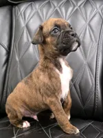 Ollie, a male Boxer for sale in Camdenton, MO – 4 of 10