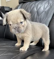 REDUCED PRICE FLUFFY BIG ROPE MAUI , a female French Bulldog for sale in Camdenton, MO – 4 of 10