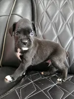 Duke, a male Boxer for sale in Camdenton, MO – 3 of 10