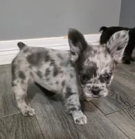 Fluffy Emma, a female French Bulldog for sale in Camdenton, MO – 6 of 10