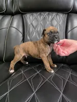 Ollie, a male Boxer for sale in Camdenton, MO – 5 of 10