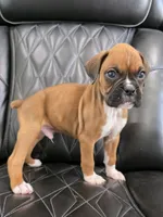 Rex -full akc, a male Boxer for sale in Camdenton, MO – 5 of 10