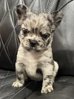 🦠 FLUFFY💲 BRYNLEE🦠, a female French Bulldog for sale in Camdenton, MO – Photo 7 of 10