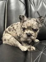 🦠 FLUFFY💲 BRYNLEE🦠, a female French Bulldog for sale in Camdenton, MO – Photo 10 of 10