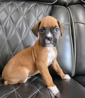 Bandit- full akc ✅️vet checked✅️, a male Boxer for sale in Camdenton, MO – 3 of 10