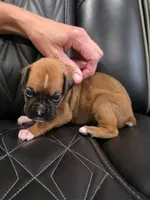 Reese, a male Boxer for sale in Camdenton, MO – 2 of 8
