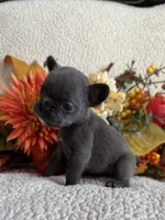 BRYNLEE, a female French Bulldog for sale in Camdenton, MO – 4 of 8