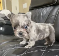 Fluffy Emma, a female French Bulldog for sale in Camdenton, MO – 7 of 9