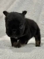 FLUFFY BIG ROPE RICO, a male French Bulldog for sale in Camdenton, MO – 8 of 10