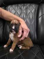Bandit, a male Boxer for sale in Camdenton, MO – 2 of 6