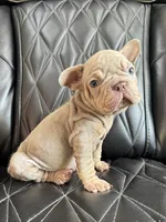 REDUCED VELVET BIG ROPE WRINKLES, a male French Bulldog for sale in Camdenton, MO – 4 of 8