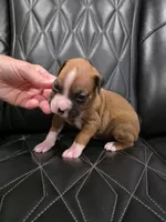 Diva, a female Boxer for sale in Camdenton, MO – 5 of 9